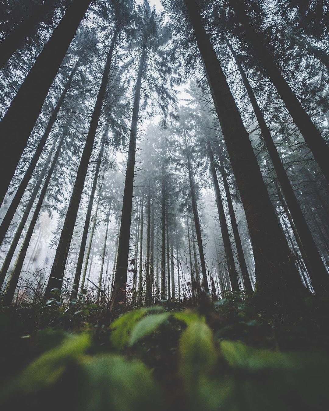 фото леса инстаграм