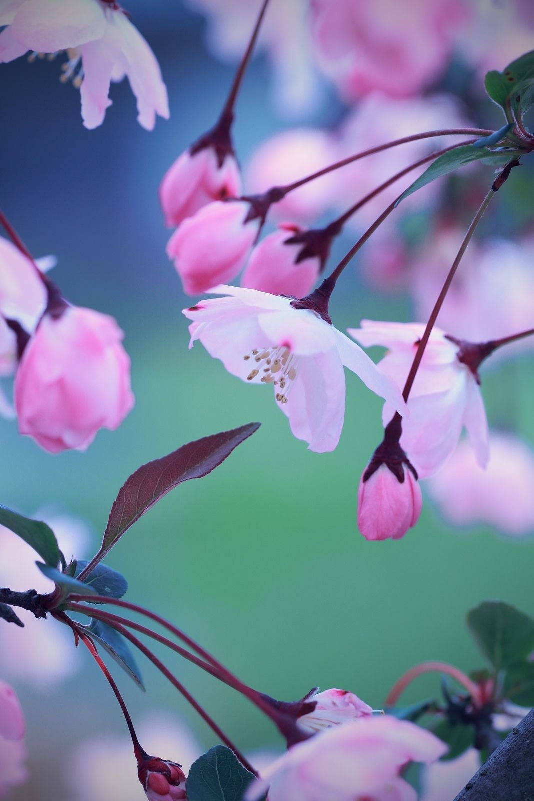 Фото весны красивые на заставку телефона. Весенние цветы. Красивые весенние цветы. Нежные весенние цветы.
