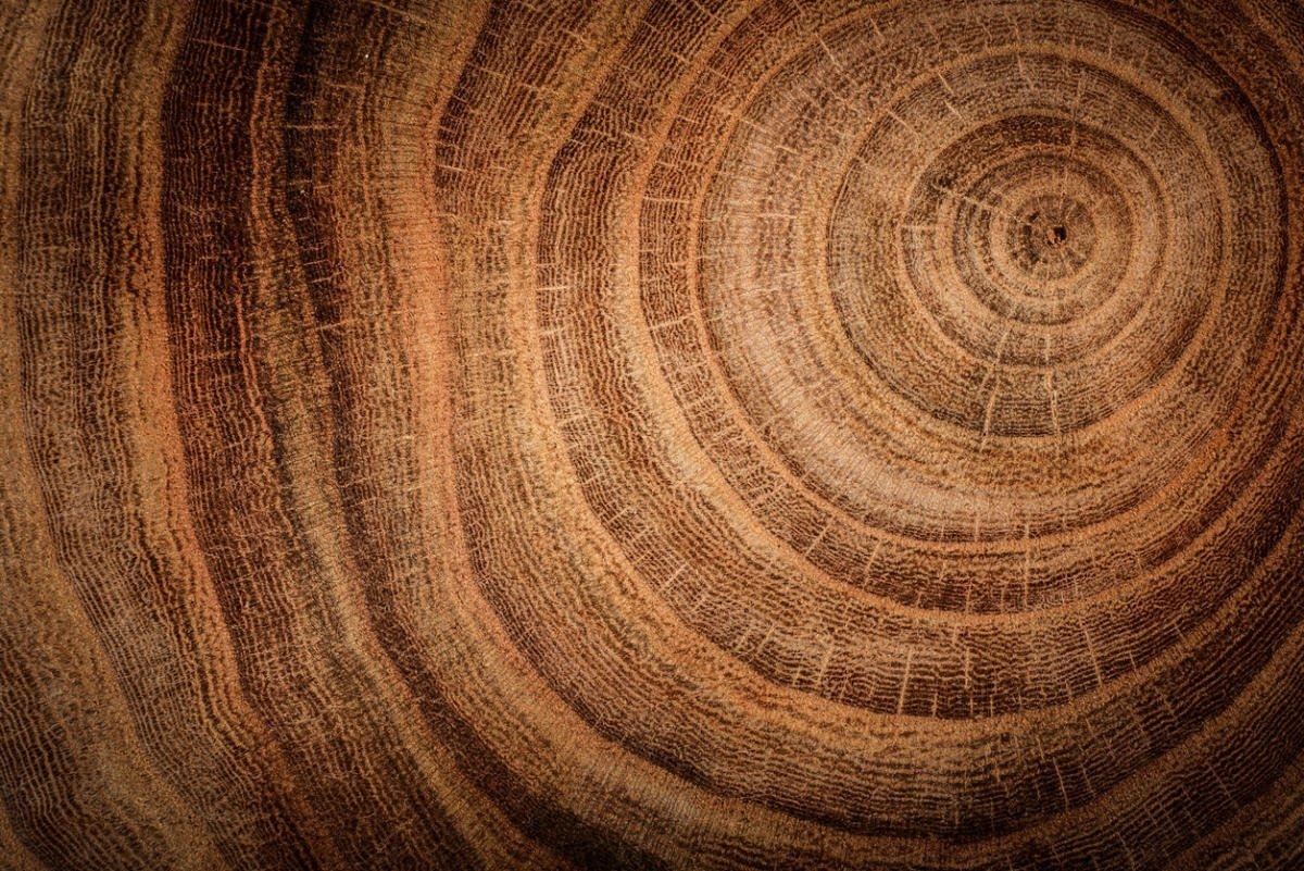 Срез дерева текстура - 54 фото