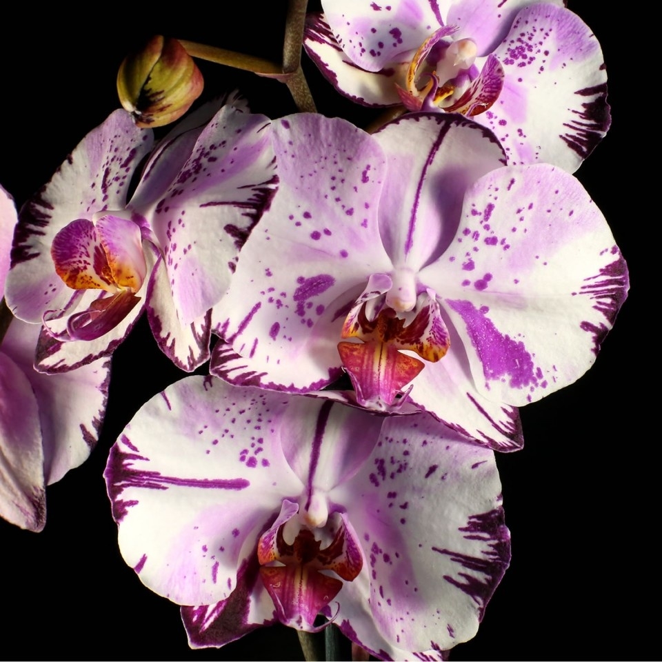 каменная орхидея фото