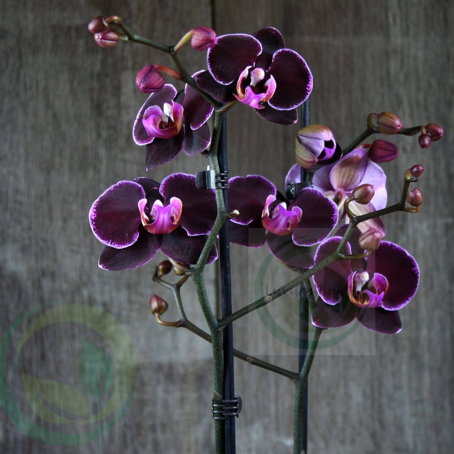 орхидея мэджик арт фото