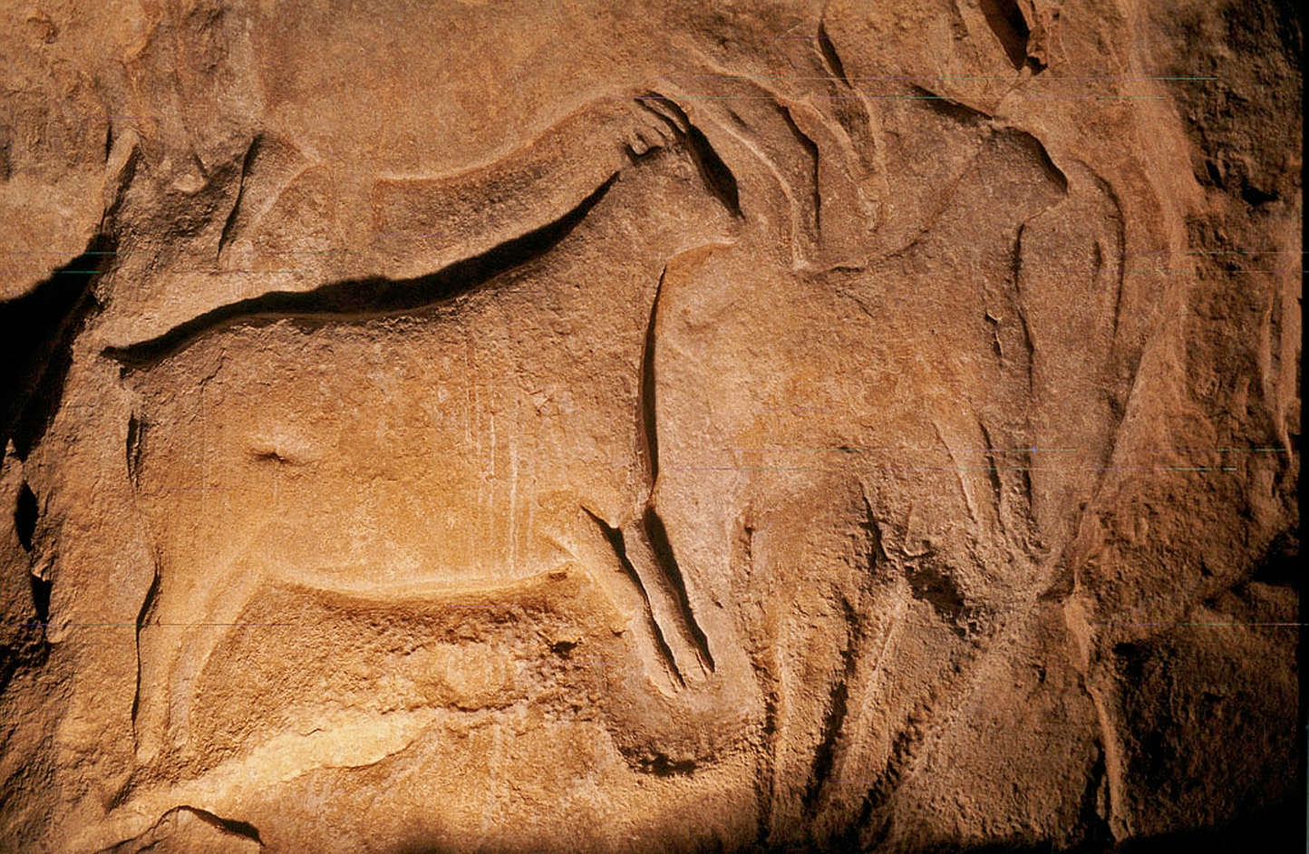 Изображение мамонта пещера ла-Мадлен Франция