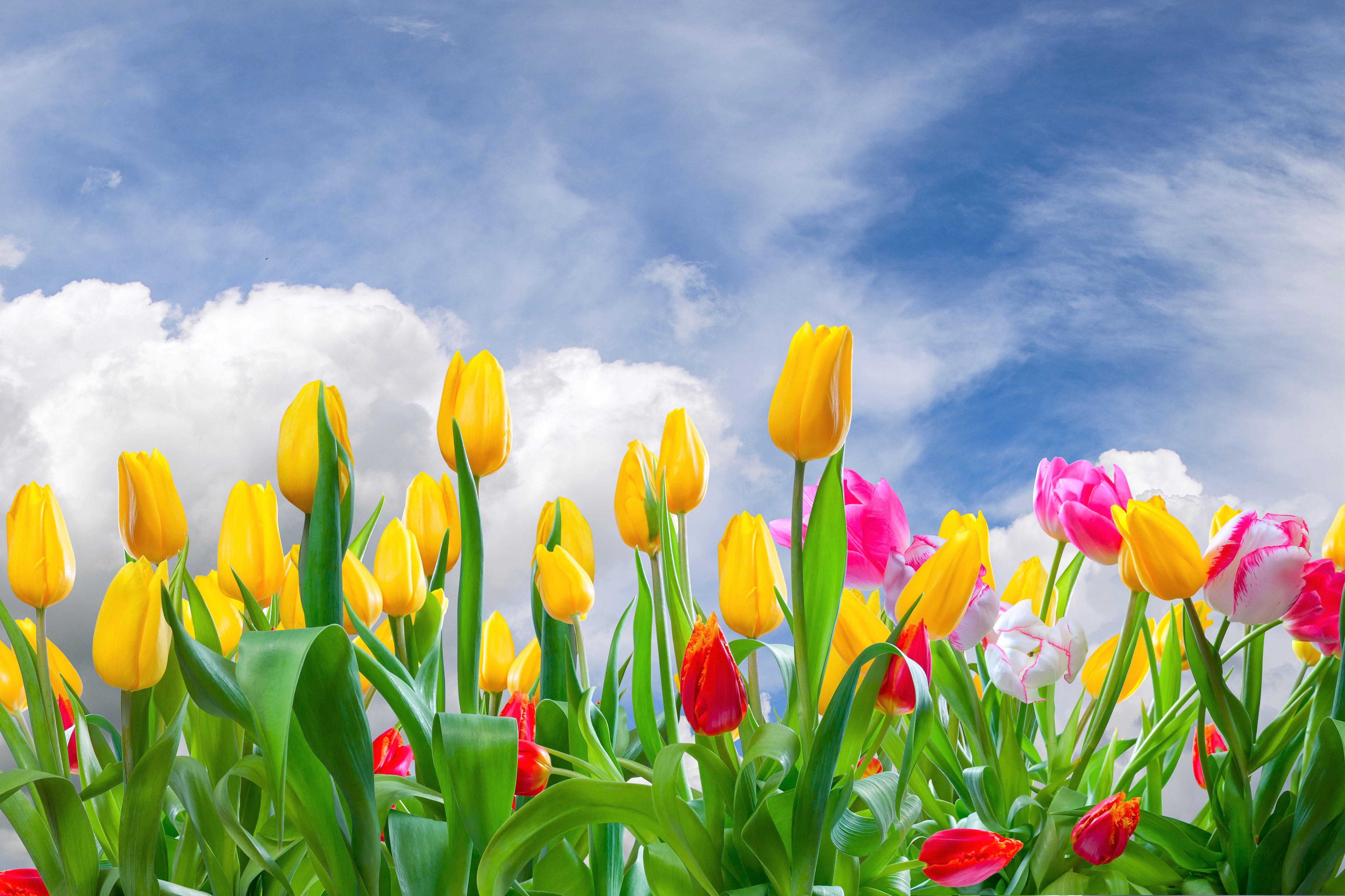 Весенние тюльпаны картинки красивые. Весенние цветы. Цветы тюльпаны. Яркие тюльпаны.