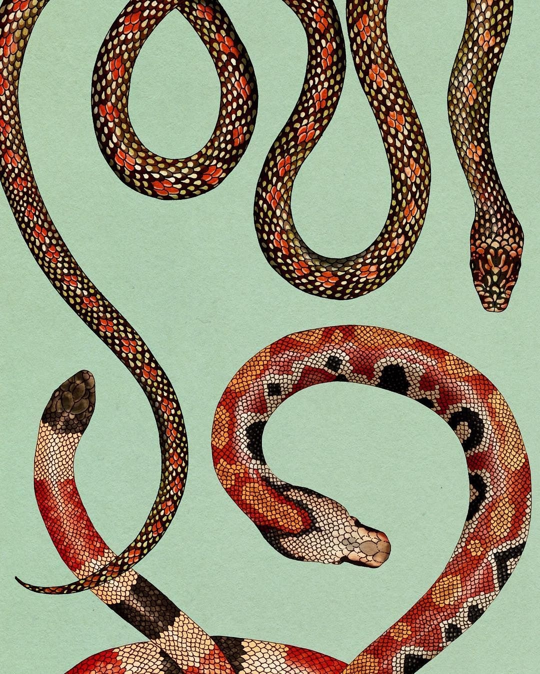 Змеиный орнамент