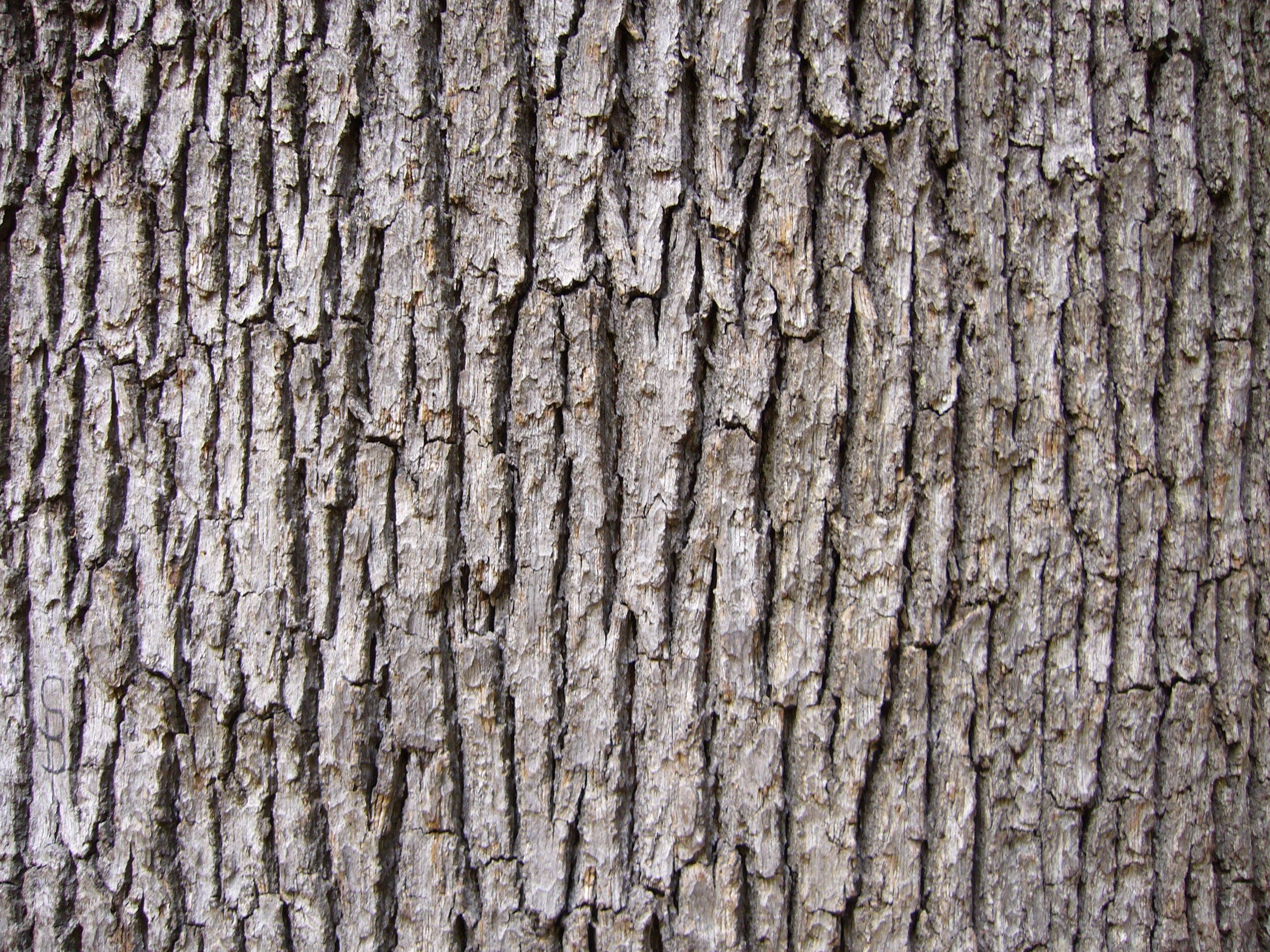 Текстура коры дерева бесшовная - 48 фото