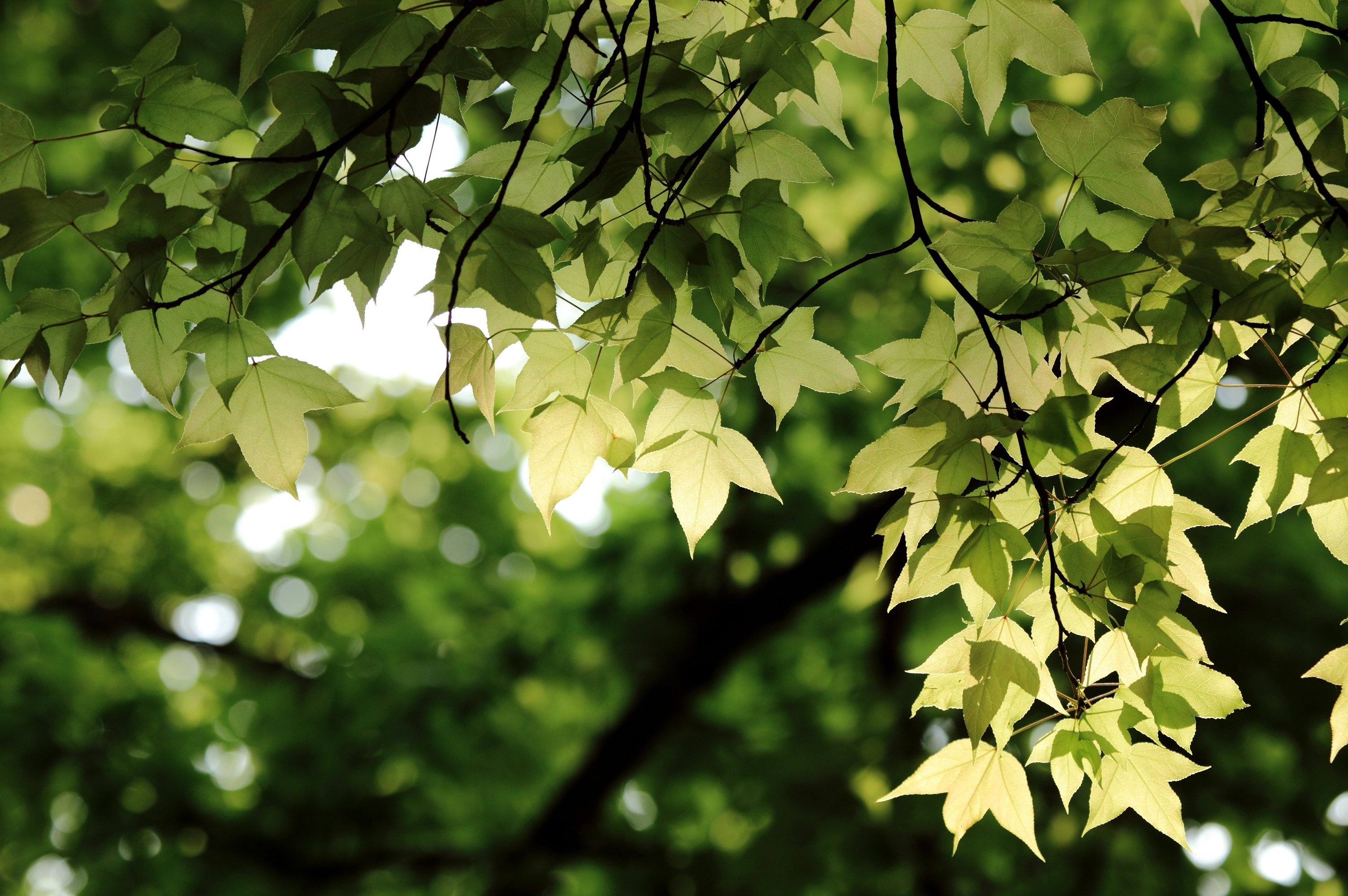 Tree leave