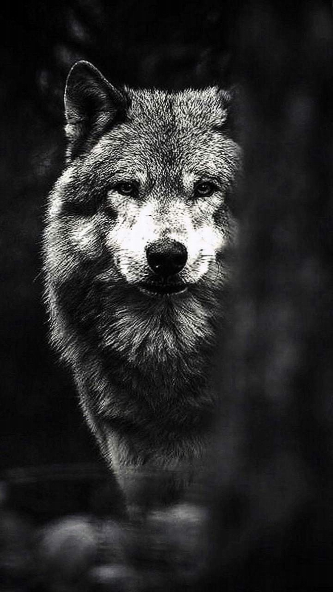 Чёрный волк едва заметен в ночной темноте — Фотографии для аватара