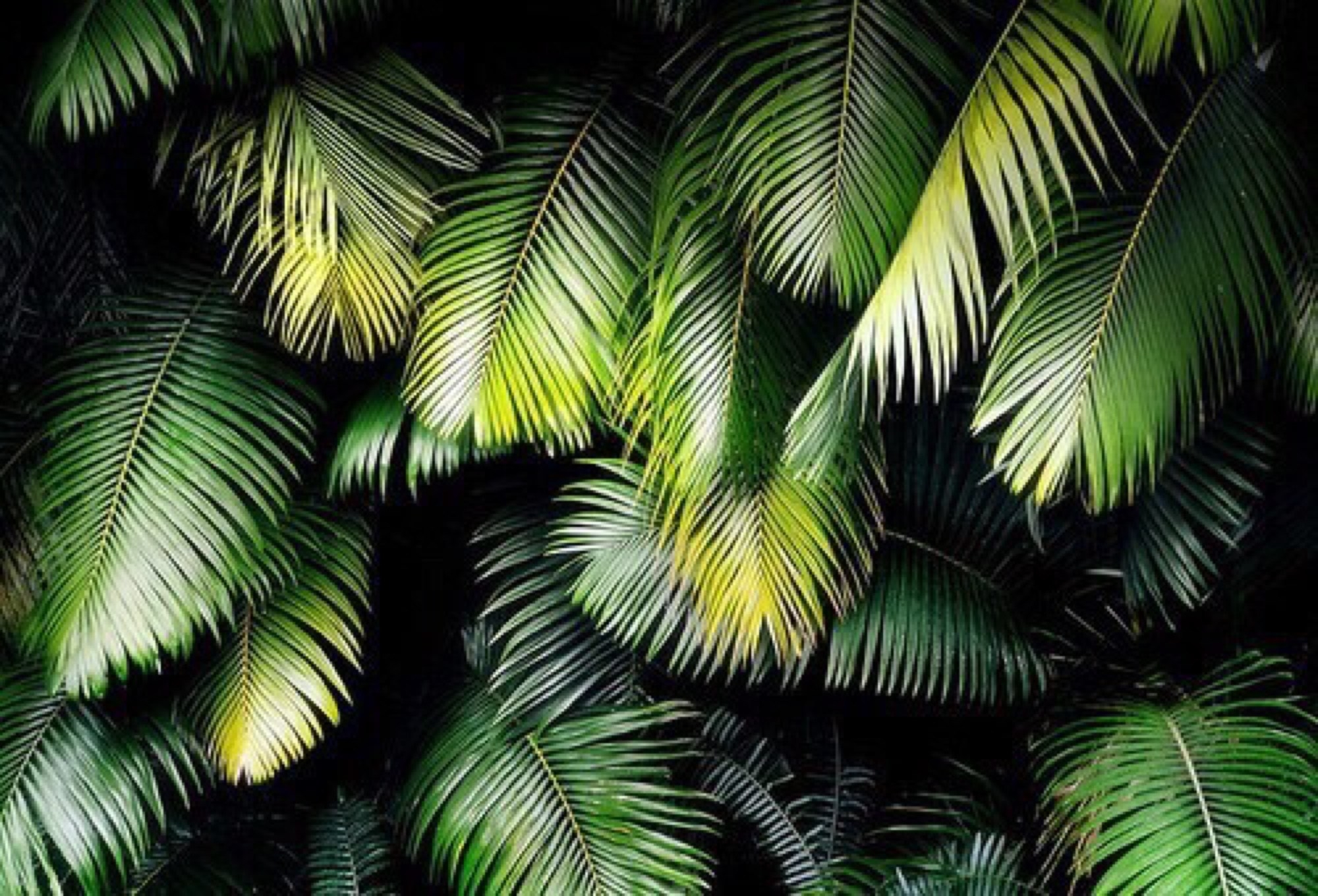 Тропические Листья