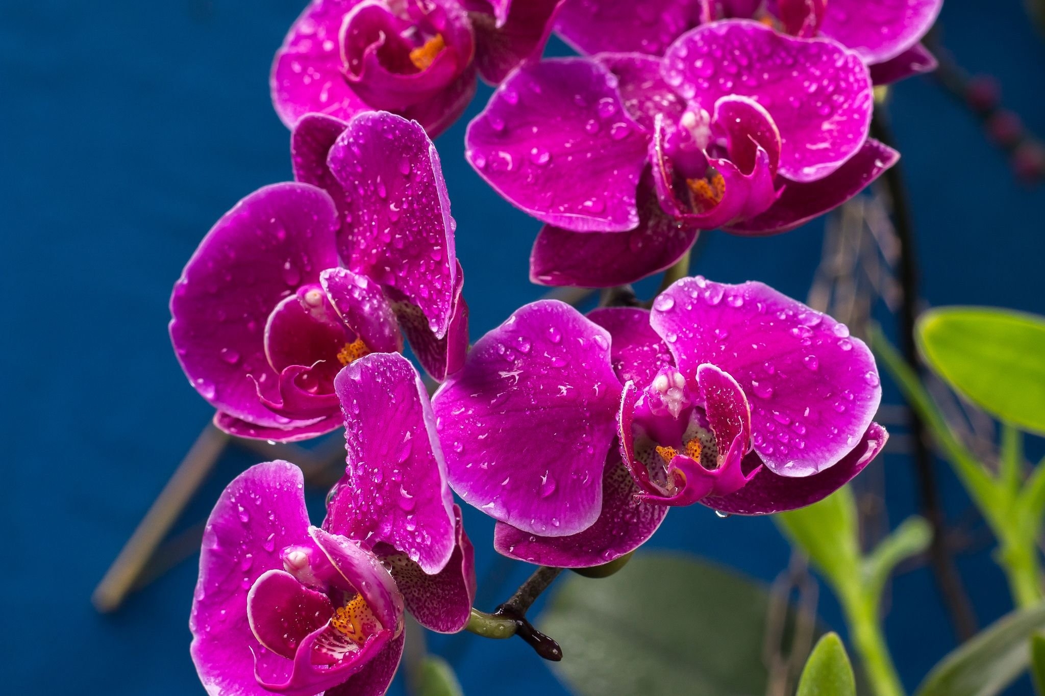 Flowers orchids. Орхидея фаленопсис Сан Диего. Орхидея фаленопсис Вишневая. Орхидея фаленопсис голубая. Фаленопсис San Sebastian.