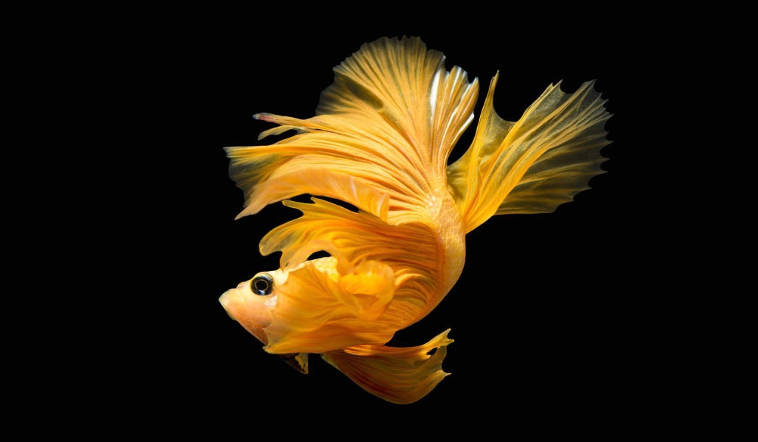 Золотистый петушок рыбка