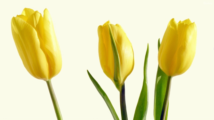 Желтые тюльпаны обои на телефон