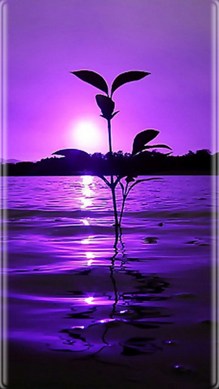 Цветок на закате пурпурный