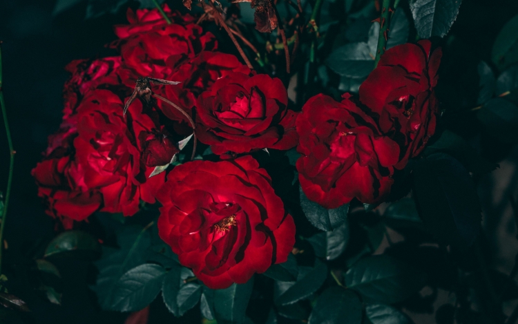 aesthetic dark red roses