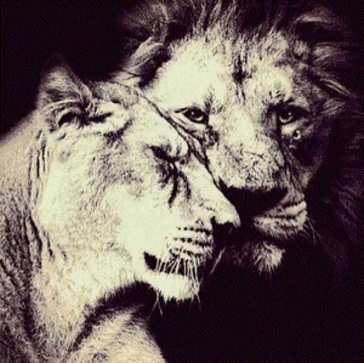 Лев и львица обои на телефон