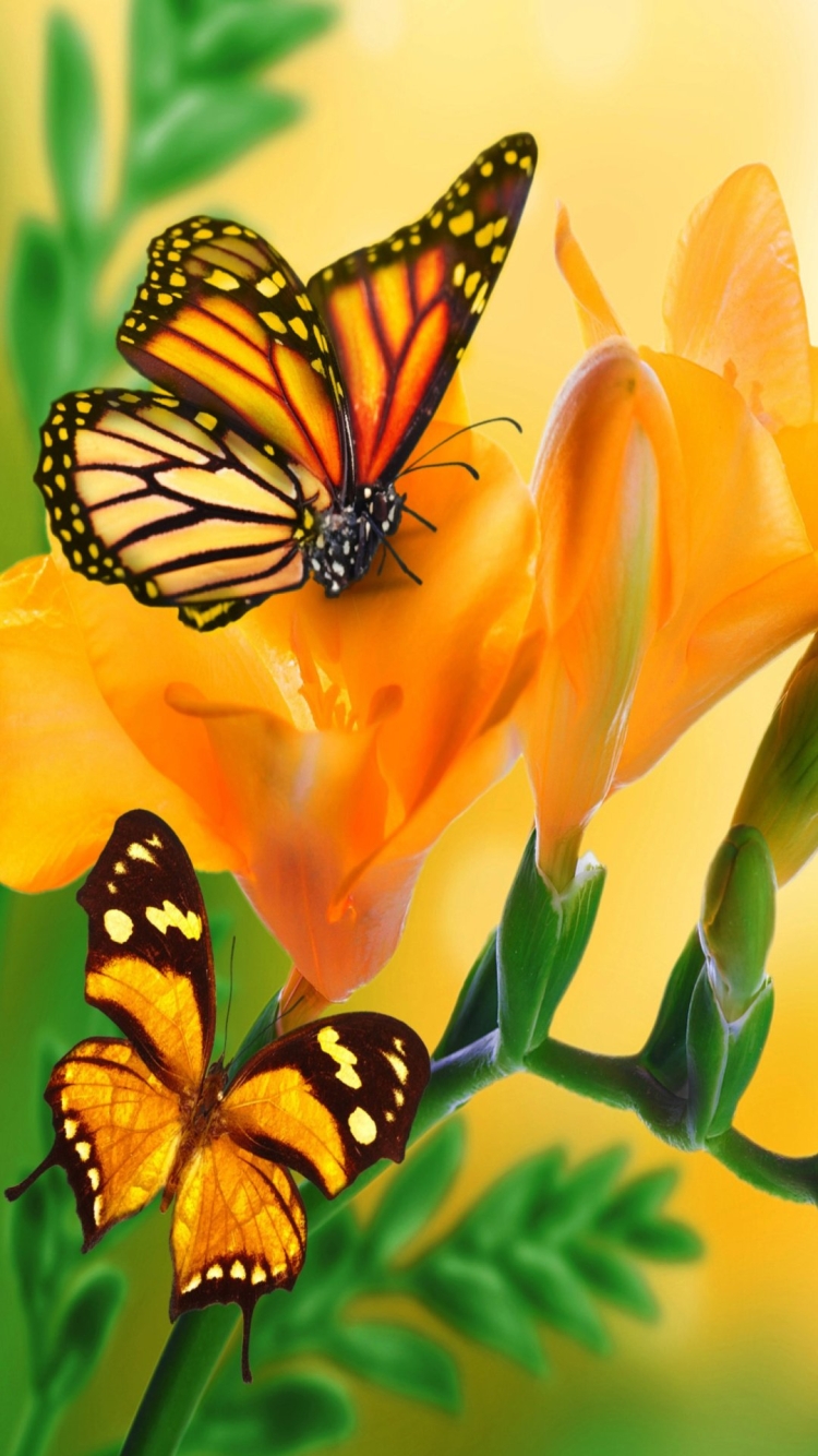 красивые картинки на телефон бабочки