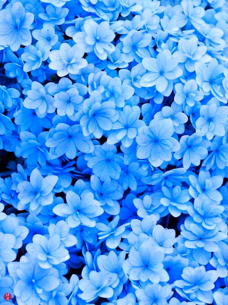Обои на телефон синие цветы