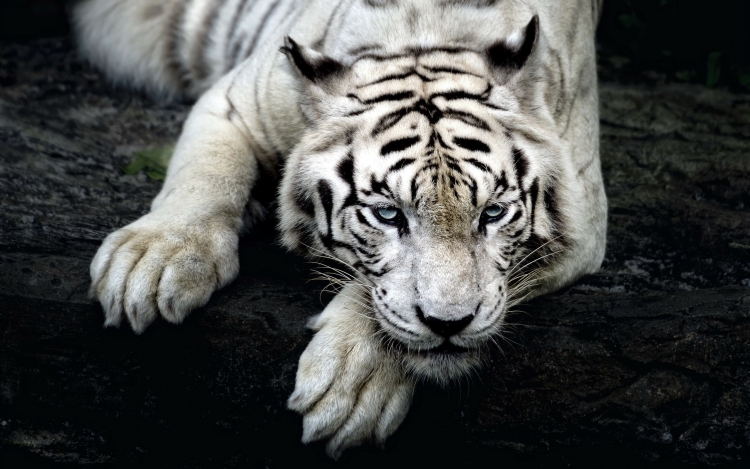 Белый тигр обои на телефон