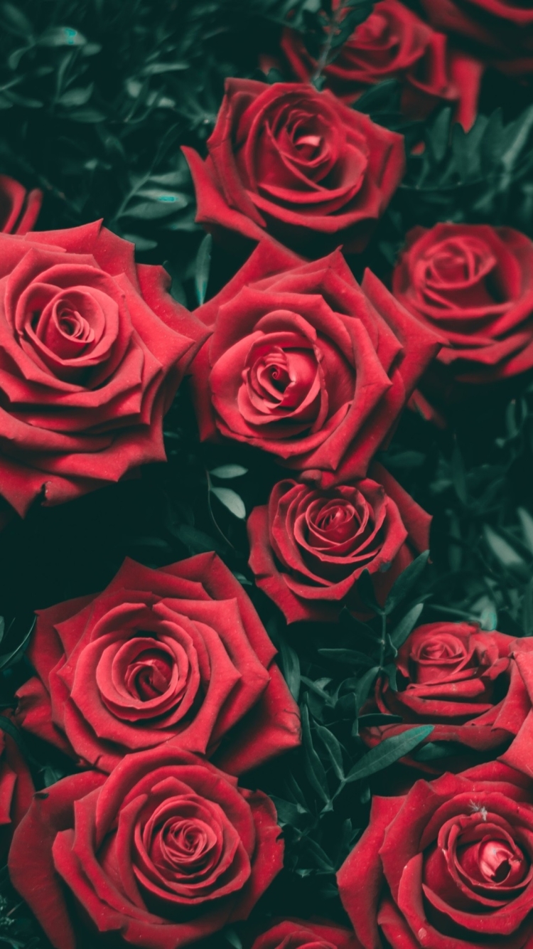 Обои на телефон цветы розы