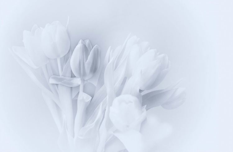 Цветы белый фон