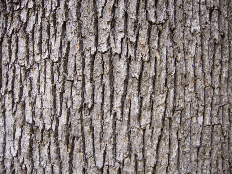 Кора дерева Изображения – скачать бесплатно на Freepik