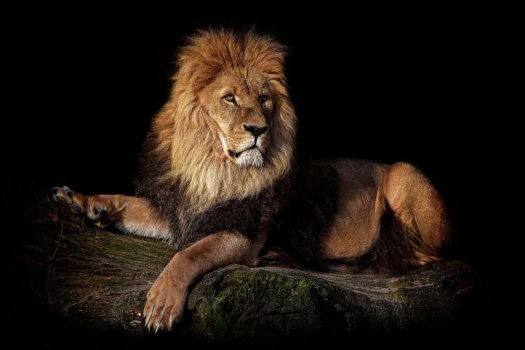 Заставка со львом