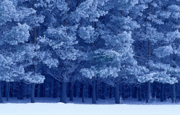 Зимний фон гача