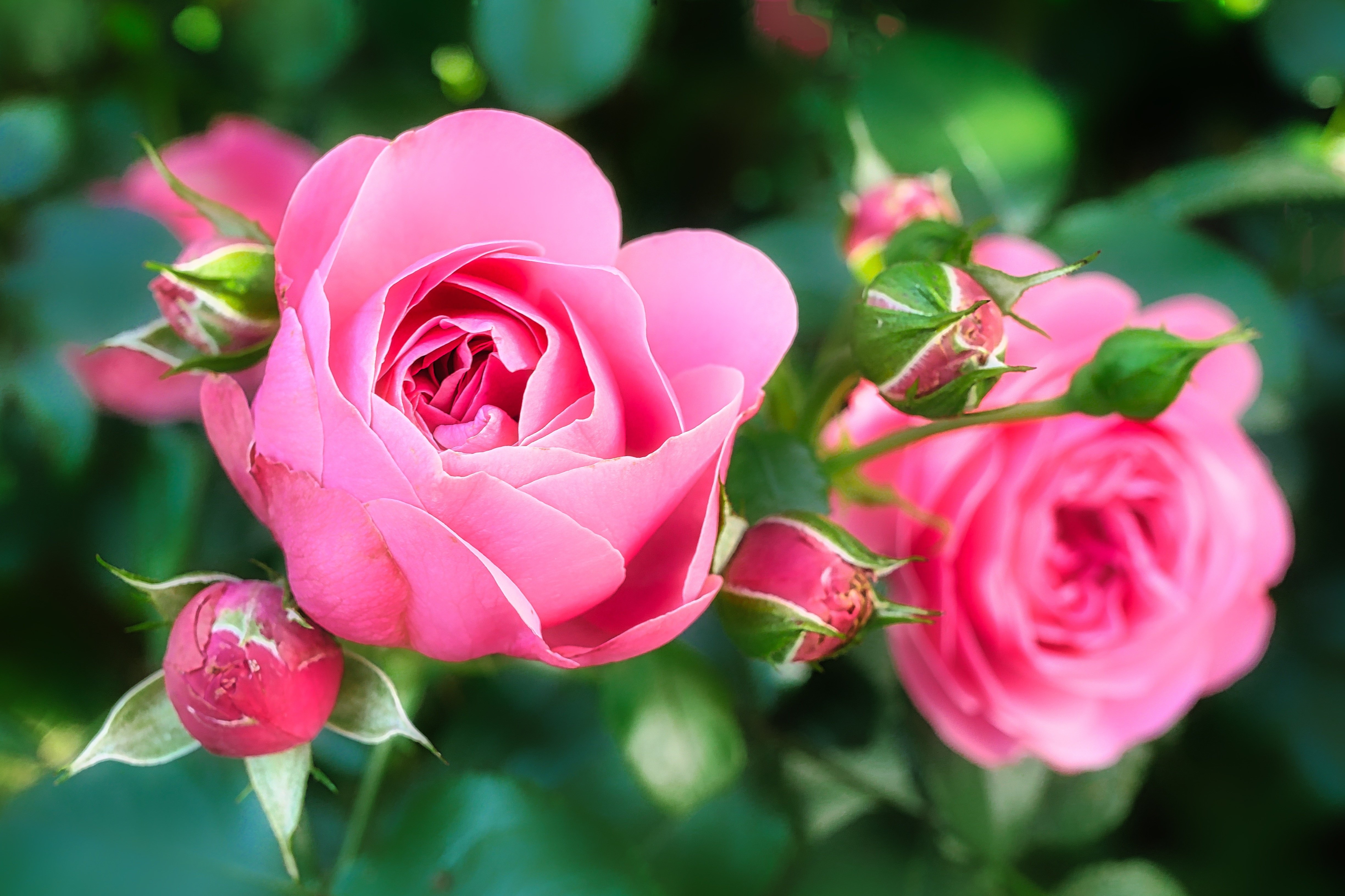 Beautiful rose flowers. Пинк Флауэр.