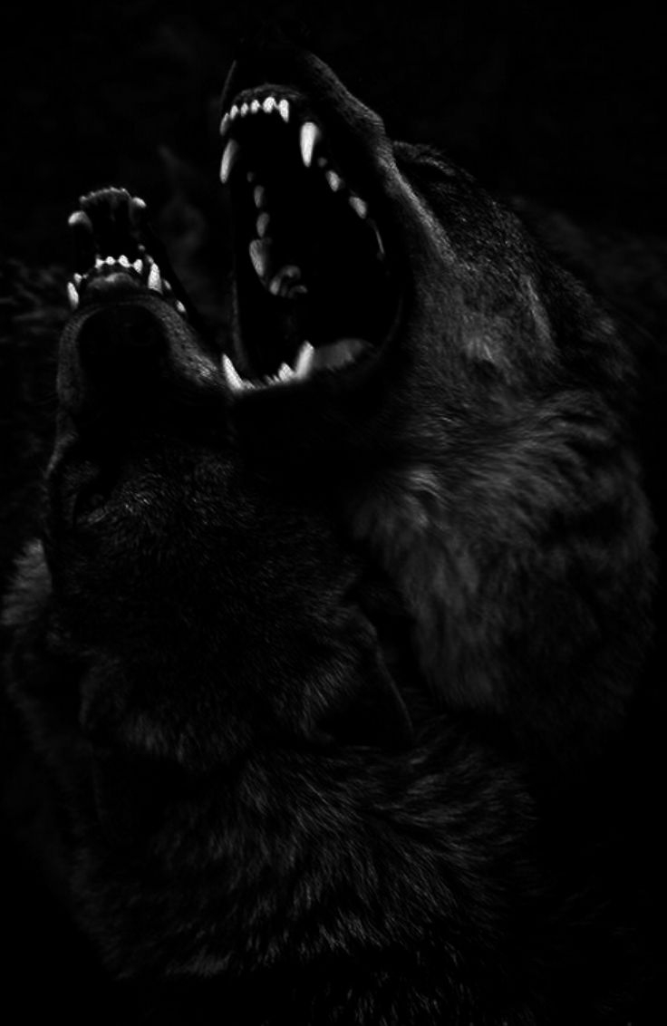 Черный Волк В Темноте