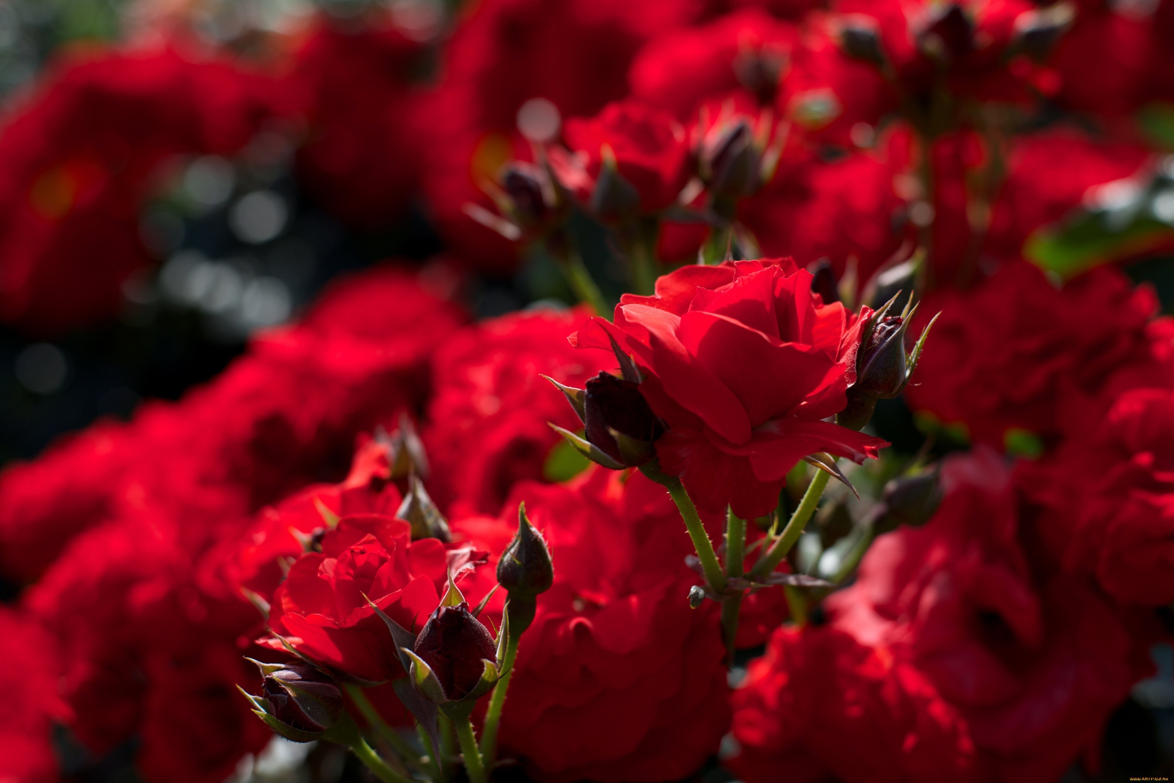 Красные цветы игры. Красный цветок. Красные розы. Цветы розы красные. Ярко красные цветы.