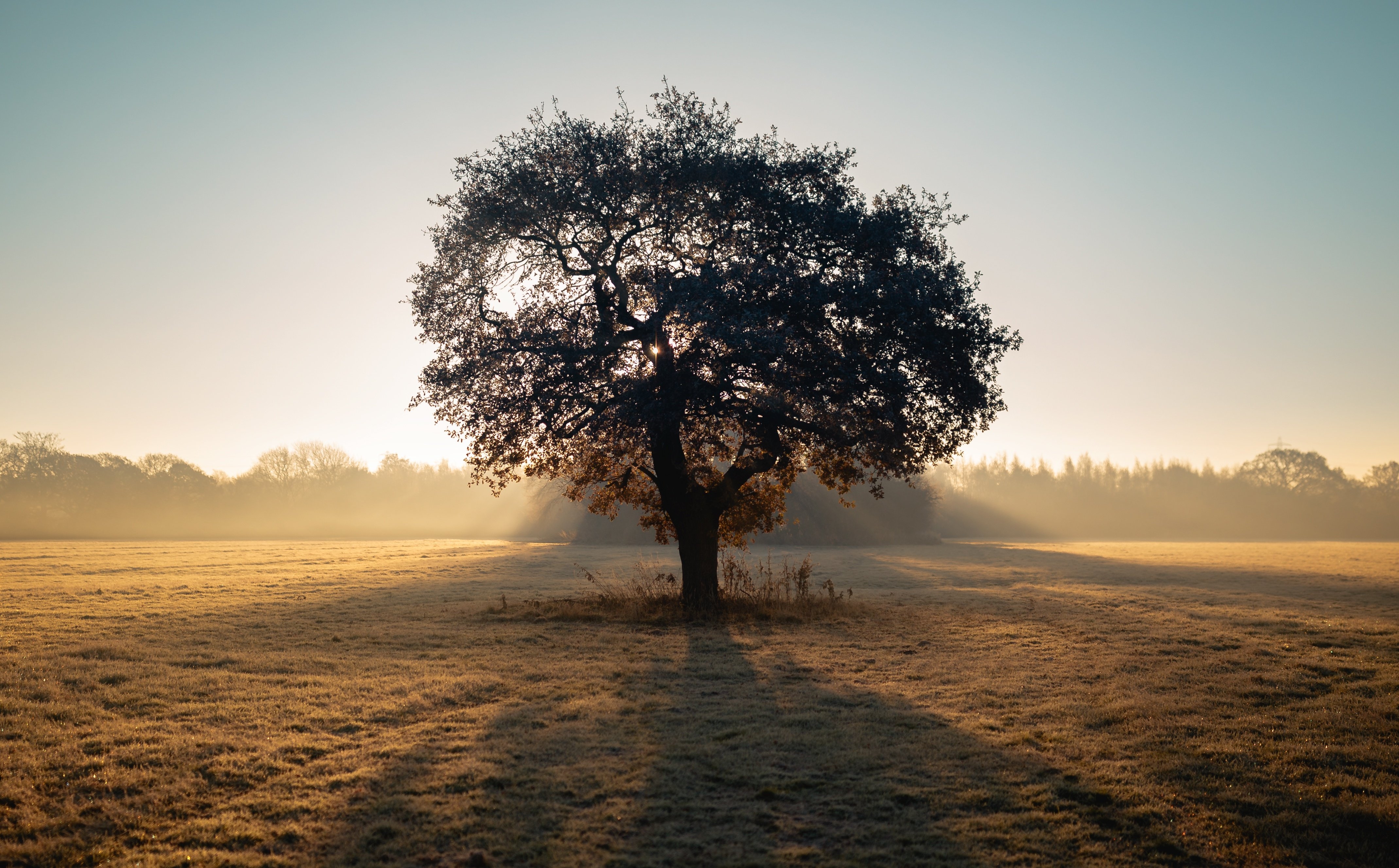 Trees 4 trees. Одинокое дерево. Дерево в поле. Одинокое дерево в поле. Одинокий дуб.