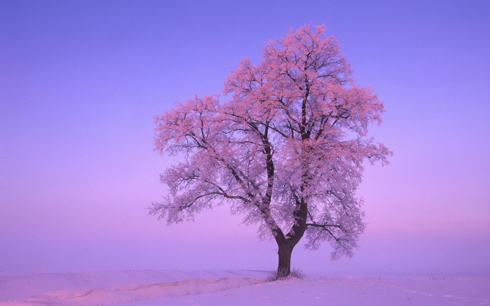 Розовое дерево без листьев. Красивое дерево. Деревья в снегу. Зимнее дерево. Одинокое дерево зимой.