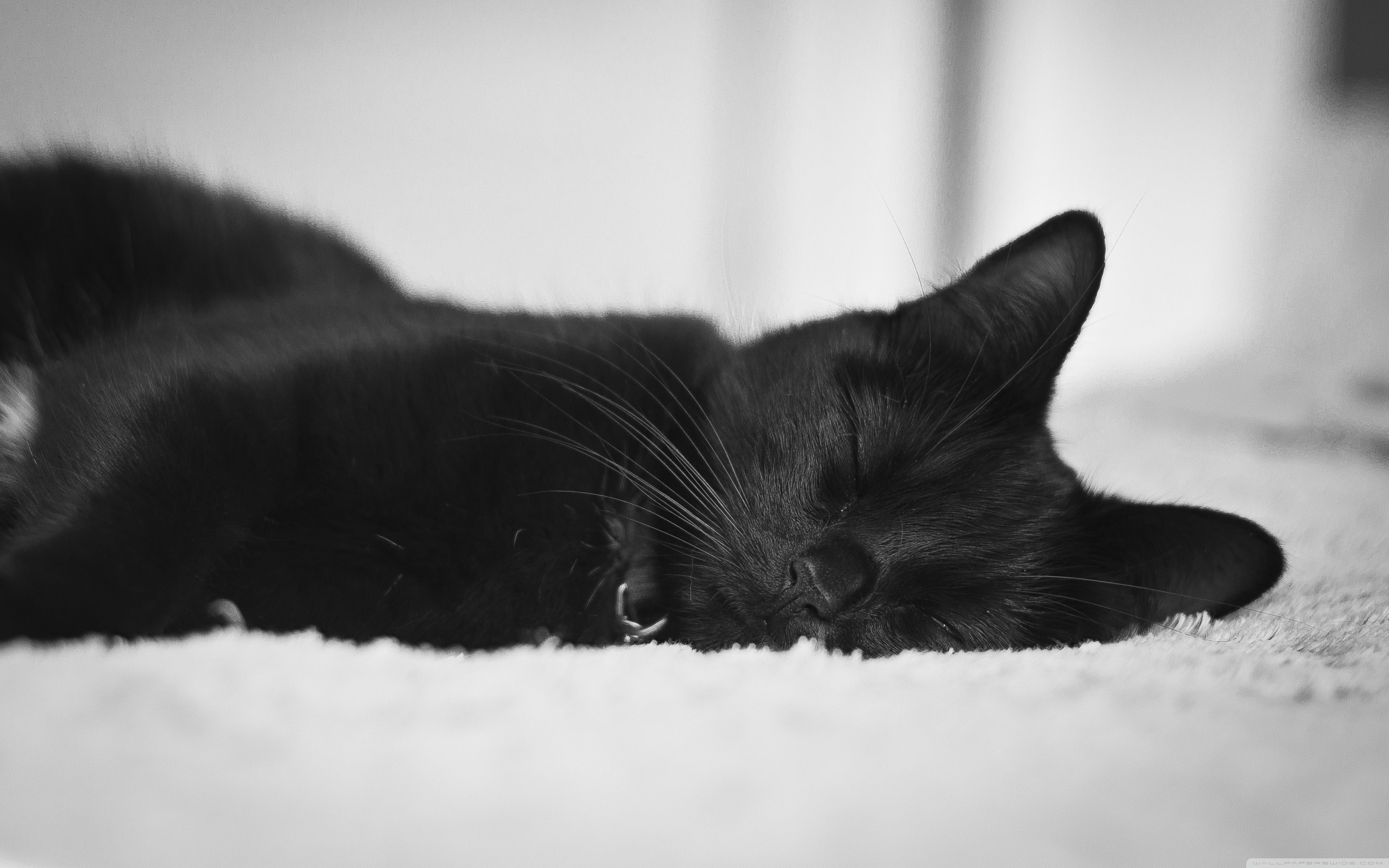 Черное фото на весь экран. Чёрный кот. Черные коты. Красивая черная кошка. Черный кот на рабочий стол.
