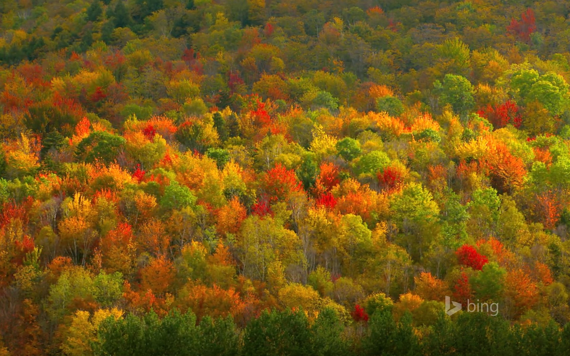 Пестрая стена леса. Осенний лес. Осенние краски. Природа осень. Осеннее дерево.