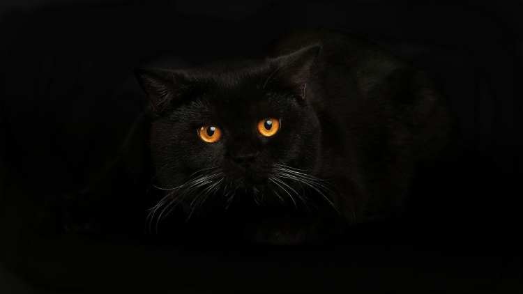 Черный кот заставка на телефон