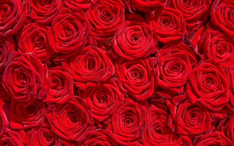 Красные розы заставка