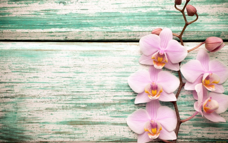Орхидеи на рабочий стол