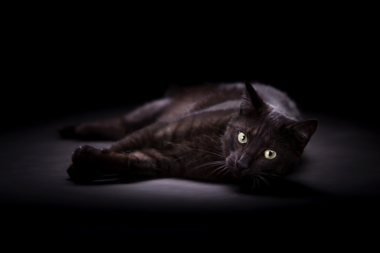Черный котик на заставку