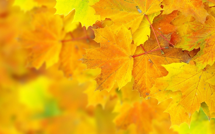 Осенние листья заставка