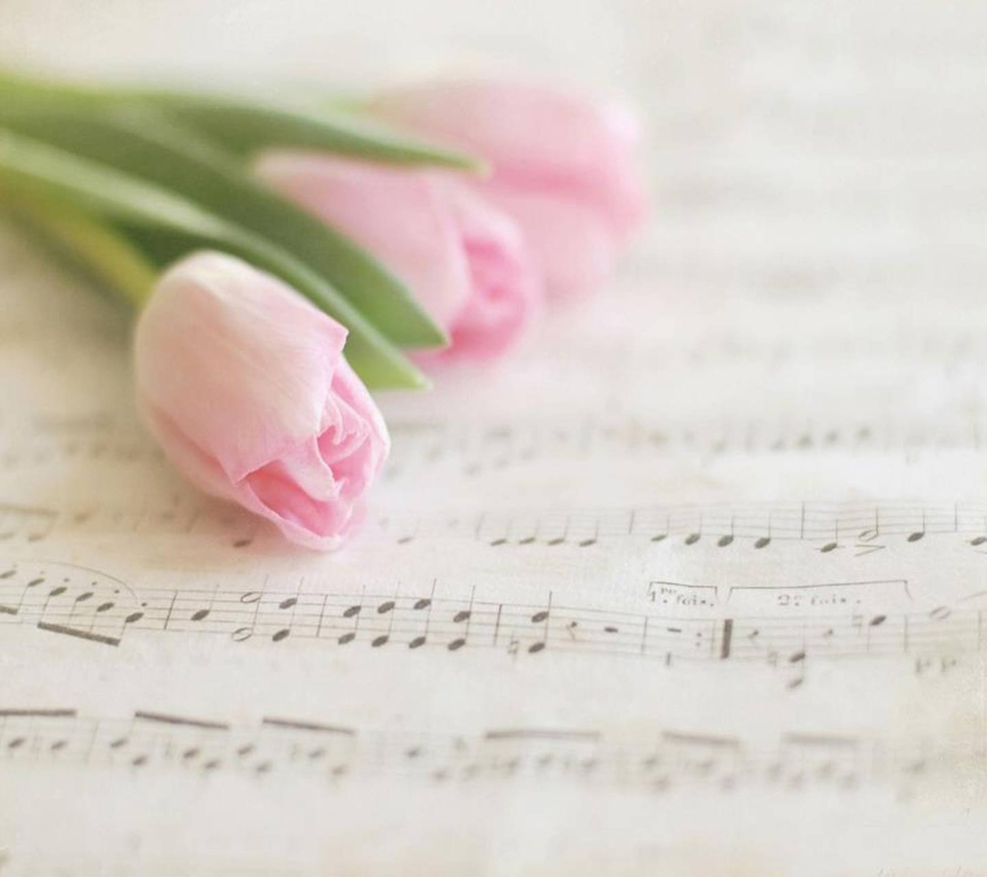 Самая нежная мелодия. Ноты и цветы. Музыкальный цветок. Тюльпаны и Ноты. Тюльпаны фон.