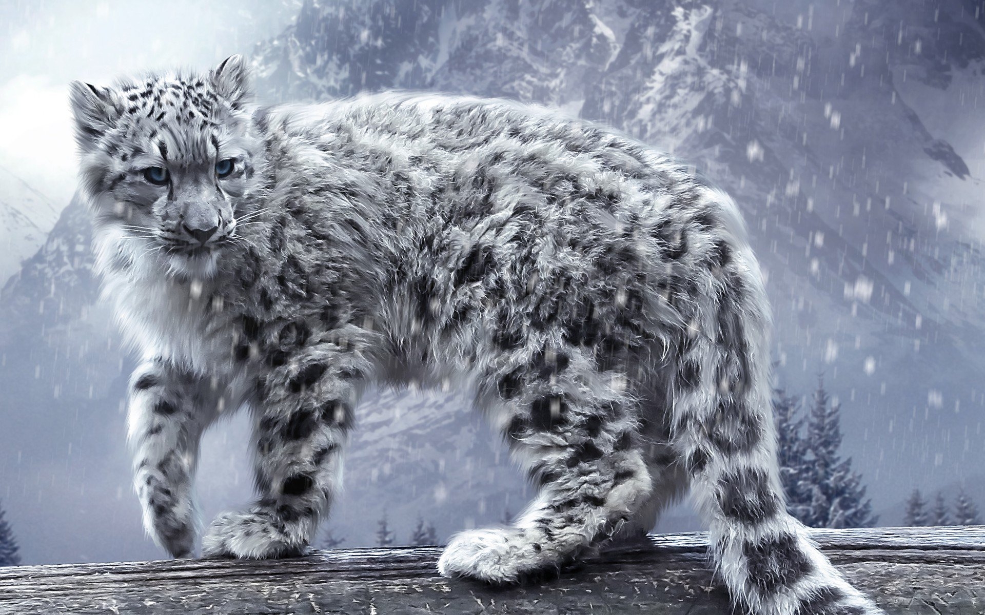 Новый барс. Снежный Барс леопард Snow Leopard Ирбис. Пантера Ирбис. Снежный Барс и пантера.