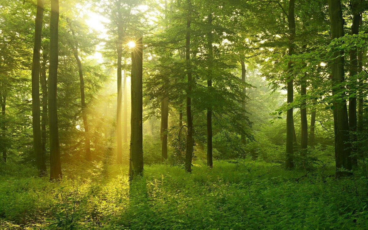 Красивый фон леса - 72 фото