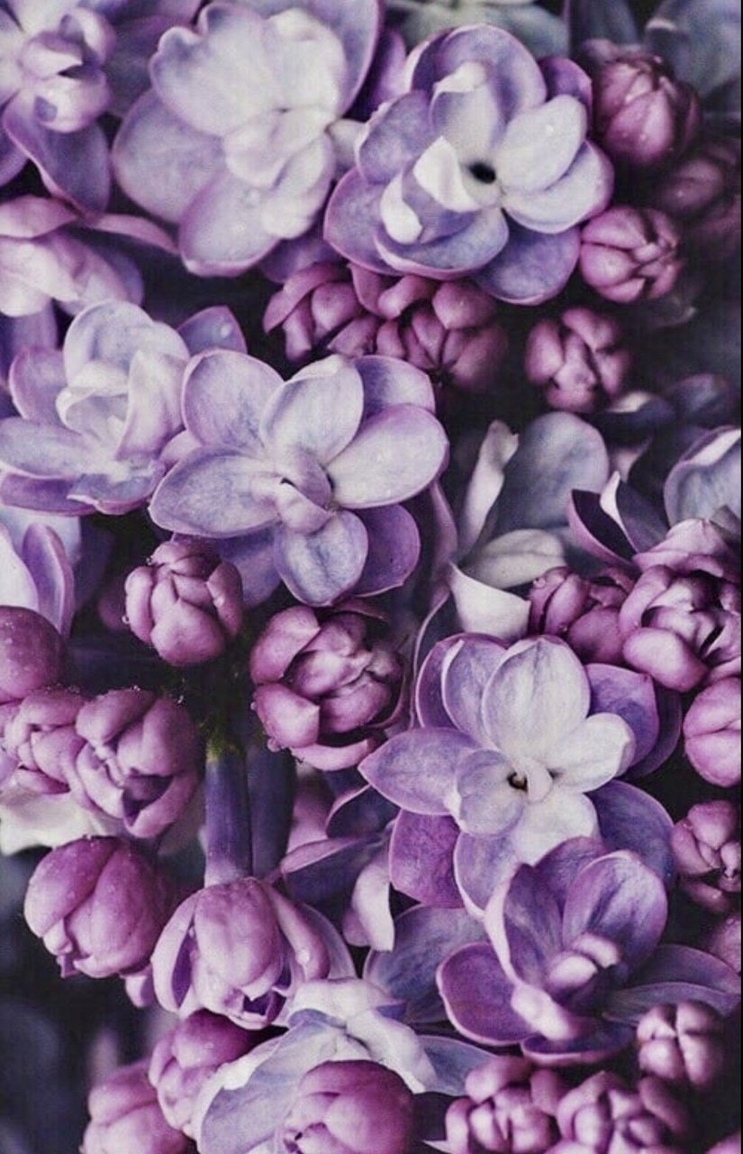 Цветы на телефон айфон. Сиреневые цветы. Фиолетовые цветы. Цветочный фон. Цветы сиреневого цвета.