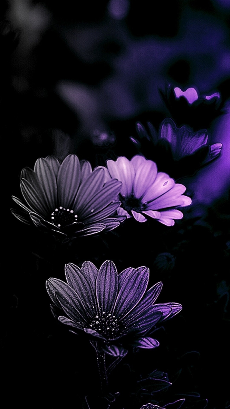 Фон на телефон темные цветы. Цветы на темном фоне. Красивые цветы на темном фоне. Цветы на темном фоне вертикальные. Красивые цветы на черном фоне.