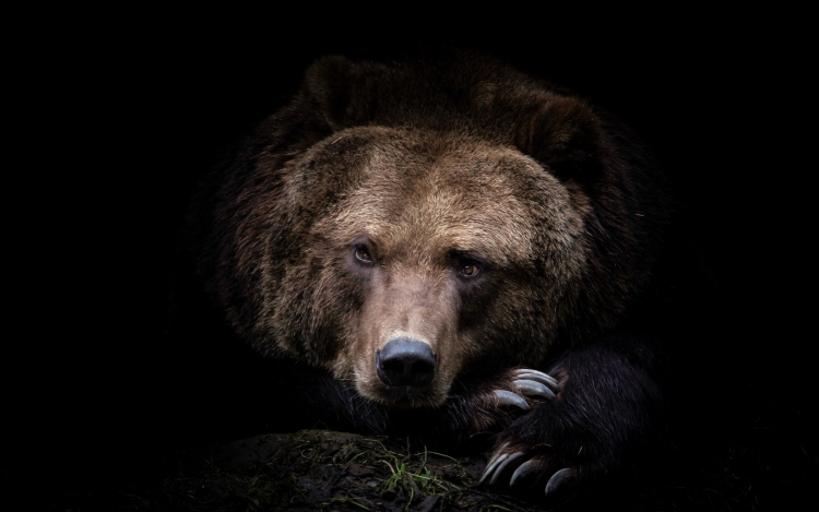 Медведь на заставку