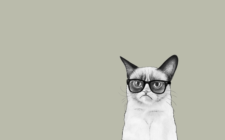 Кот в очках обои на телефон