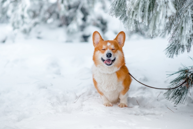 Новогодние обои с корги